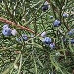 Juniperus virginiana Owoc