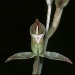 Goodyera viridiflora Flor