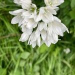 Allium massaessylum Flower