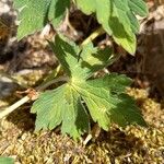 Geranium sylvaticum Deilen