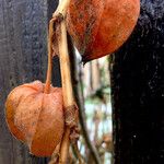 Physalis alkekengi Fruchs