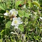 Rubus caesius Leaf