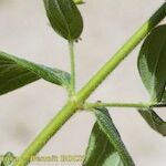 Hypericum hirsutum Mosusu