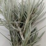Helichrysum italicum ഇല