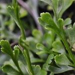 Asplenium x alternifolium Blad