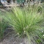 Muhlenbergia capillaris Folla