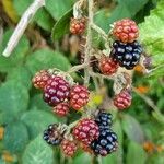 Rubus gratus ഫലം