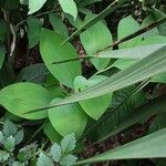 Polygonatum latifolium 形態