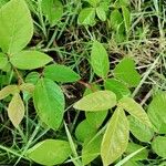 Desmodium paniculatum Leaf