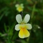 Viola arvensisFlower