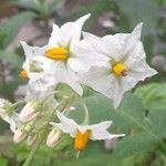 Solanum microdontum