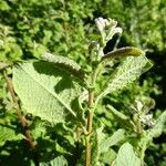 Salix aurita Листок