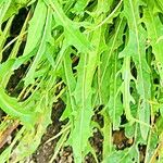 Scorzoneroides autumnalis Folha