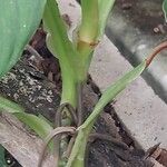 Philodendron ornatum Bark