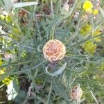 Rhaponticum coniferum Flower