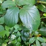 Rubus echinatus 葉