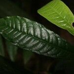 Iryanthera hostmannii 葉