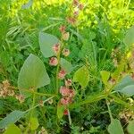 Rumex vesicarius Máis