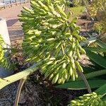 Agave decipiens Fruit