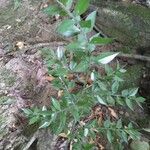 Ruscus aculeatusपत्ता