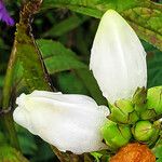 Chelone glabra Flor