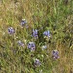 Lupinus bicolor Flower