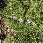 Argyranthemum foeniculaceum ফুল