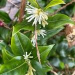 Sarcococca orientalisᱵᱟᱦᱟ