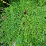 Equisetum sylvaticum 整株植物