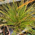 Carex testacea Lapas