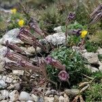 Silene ciliata Flor