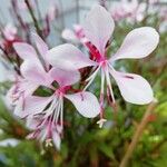 Oenothera lindheimeriBlüte