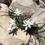 Ornithogalum orthophyllum Цветок