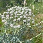Seseli gummiferum 花