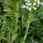 Lepidium campestre Kabuk