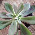 Echeveria nodulosa Ліст