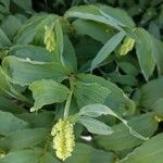 Maianthemum racemosum 葉