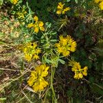 Trigonella esculenta Çiçek
