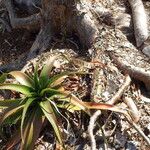 Aloe mayottensis Blatt