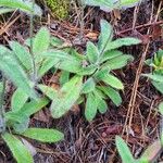 Hieracium albiflorum Blatt