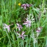 Lychnis flos-cuculi Habitat