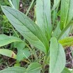 Cynoglossum amabile Φύλλο