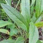 Cynoglossum amabile Blad