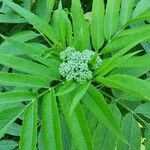 Sambucus ebulusKvět