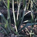 Allium porrum Frunză