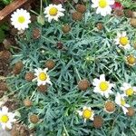 Anthemis maritimaKvet