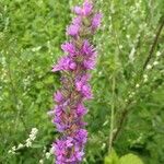 Lythrum salicariaFlower