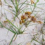 Carex arenaria Fiore