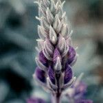 Lupinus ludovicianus 花