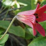 Lilium bolanderi Flower